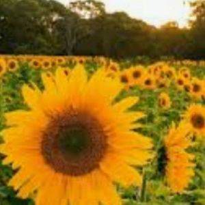 Meet your Posher, Leanne